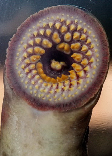 快一个礼拜没去碰我的R20~日本TMA我专用的中出肉便器插图10