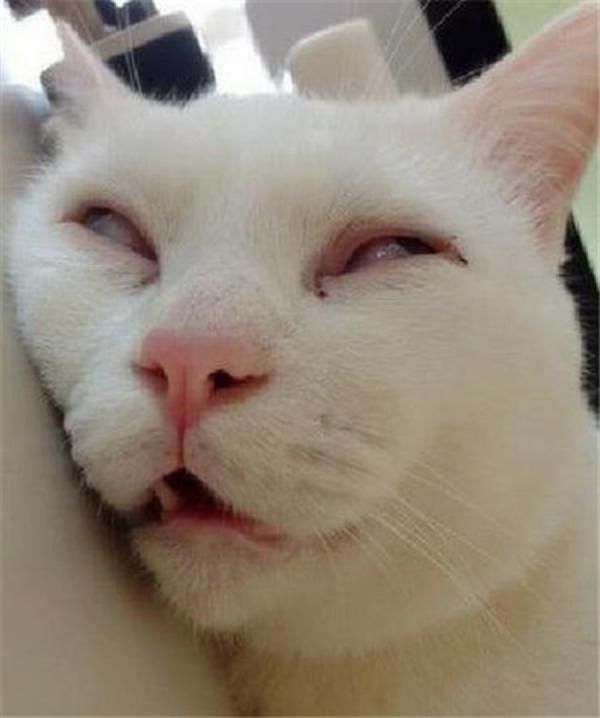 YUU虎牙妹妹飞机杯名器评测 – 故事向体验分享插图14