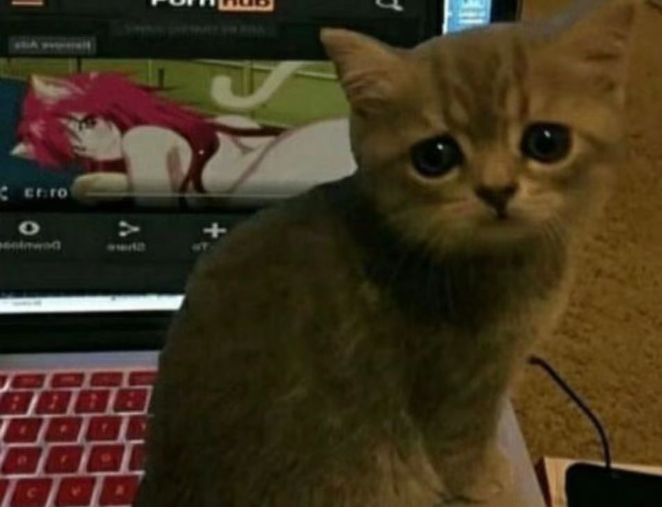 要…要被猫猫“暴风吸入”惹！——GXP-“赫萝猫娘”评测（高刺激）！[db:副标题]插图24