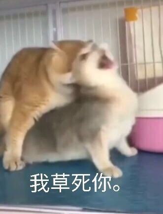 “纯爱战士，不怕困难！！”对子哈特蜜壶四代（高刺激）测评/3.5星推荐[db:副标题]插图13