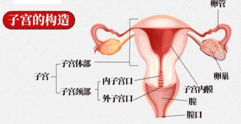 “是时候展现真正的技术了！”magiceyes极彩子宫（中等刺激）评测/四星半推荐[db:副标题]插图6
