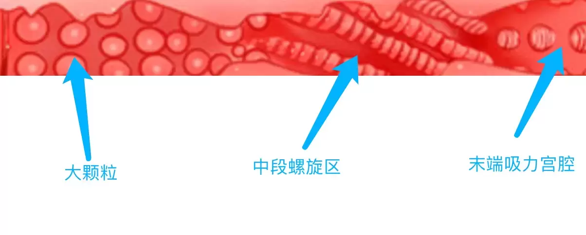 YUU热感奶瓶评测：我先干了这杯热热奶插图5