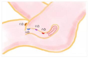 让她高潮迭起的口爱技巧竟然是它插图6