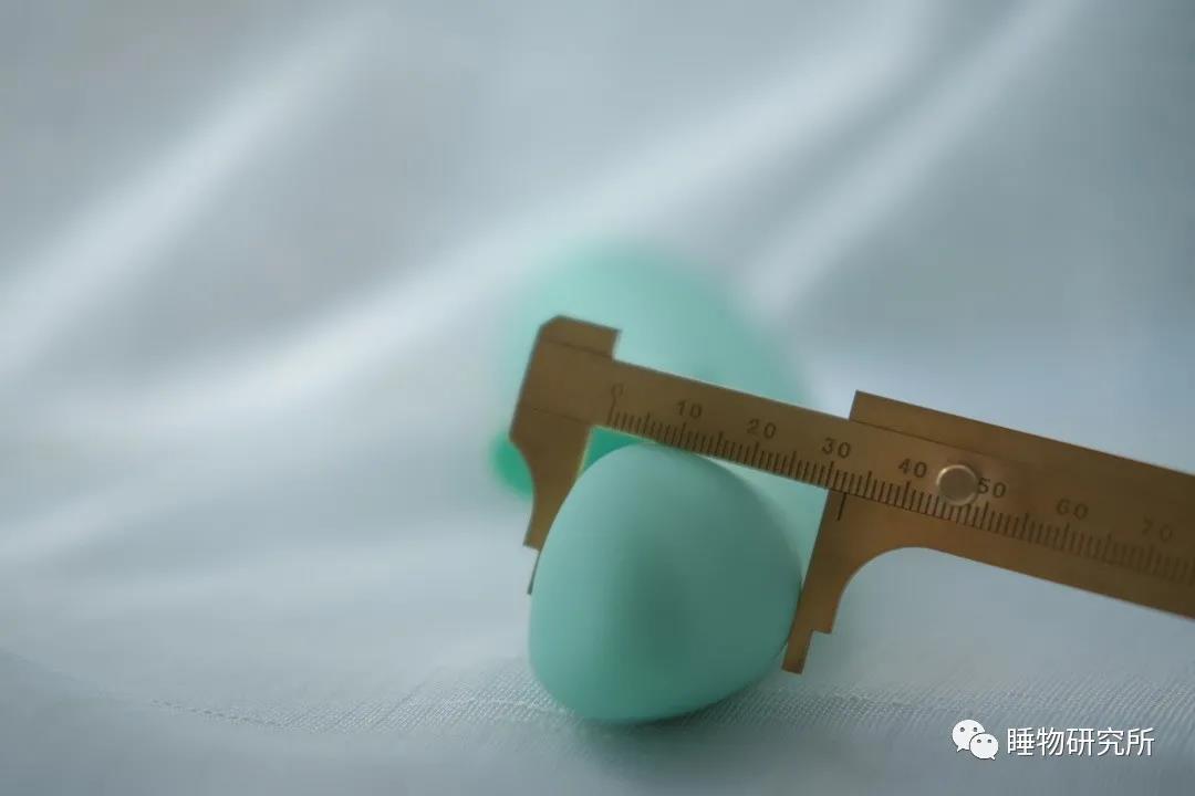 玩具测评Vol.40：TITILLO萌芽插图4