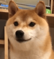 PULSE Solo Cute-b情趣按摩棒测评插图9