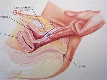 如何通过G点棒来增加女生的快感插图3